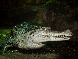 Illustration for article titled Smonday Crocodilian - Crocodylus novaguineae Edition